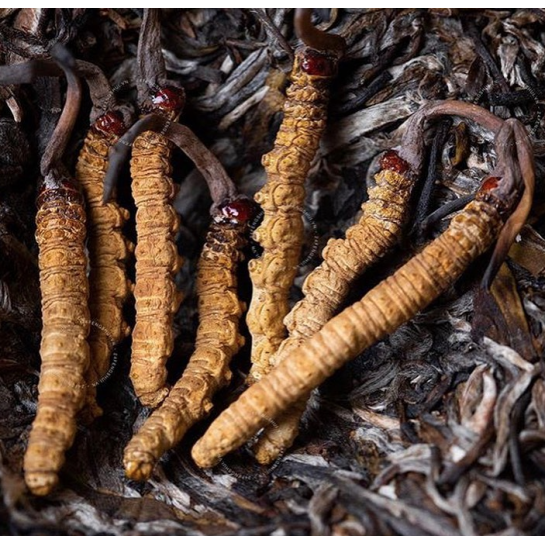 Bhutan Cordyceps Tea