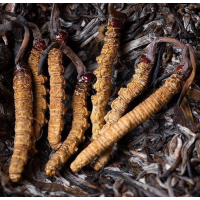 Bhutan Cordyceps Tea