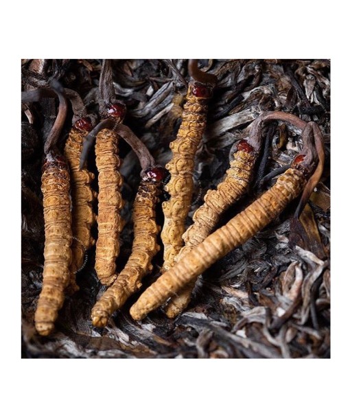 Cordyceps A+