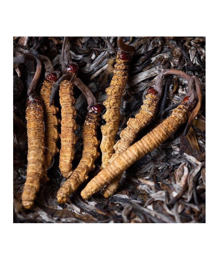 Cordyceps A+
