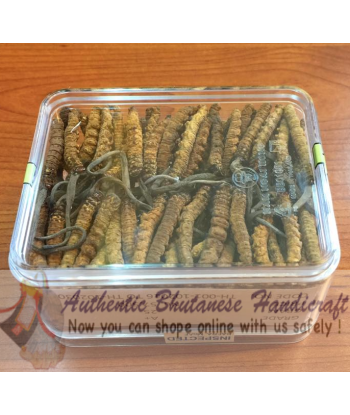 Cordyceps A+