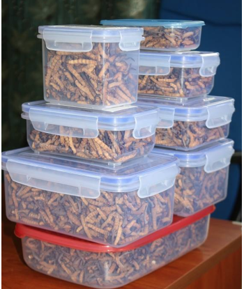 Cordyceps A+