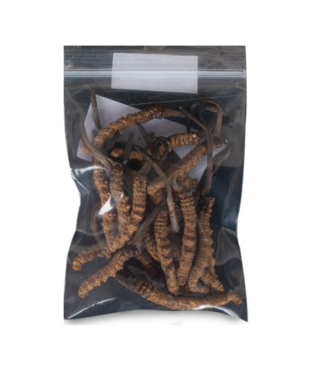 Cordyceps A