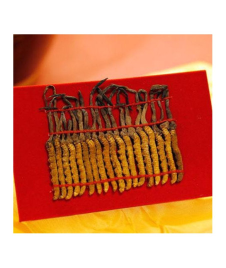 Cordyceps A